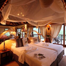 Safari Suite