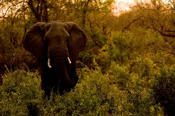 3 Day Classic Kruger Safari