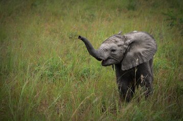 4 Day Budget Kruger Safari