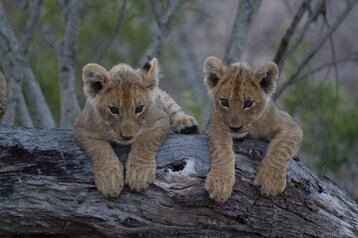 4 Day Classic Kruger Safari