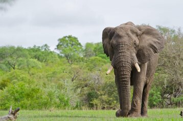 5 Day Budget Kruger Safari