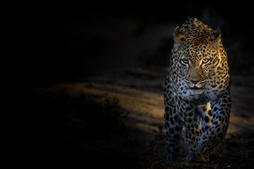 5 Day Classic Kruger Safari