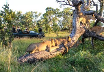 Sabi Sabi Game Reserve