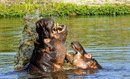 Hippo
