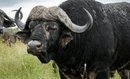 Buffalo