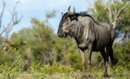Wildbeest