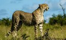 Cheetah