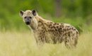 Hyena
