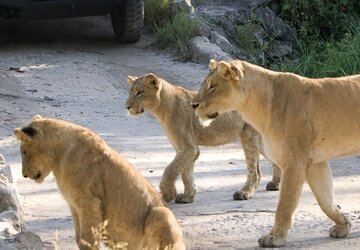Lion Sands Game Reserve