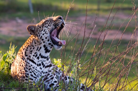 Thornybush Game Reserve