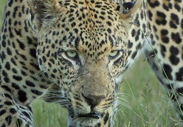 Mala Mala Game Reserve