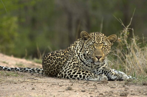Londolozi Game Reserve