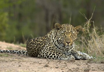 Londolozi Game Reserve