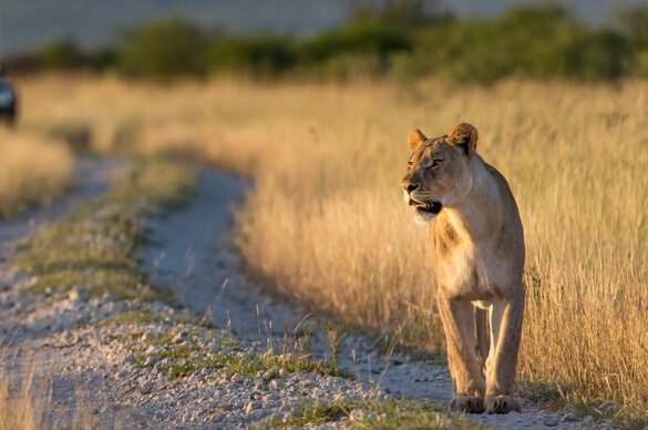 Madikwe Game Reserve