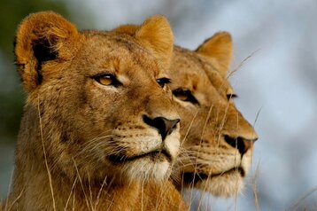 8 NIGHT LUXURY BUSH TRILOGY 2020