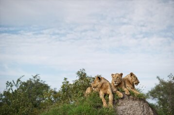 3 Day Sabi River Safari