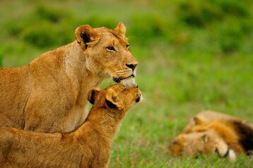 4 Day Sabi River Safari