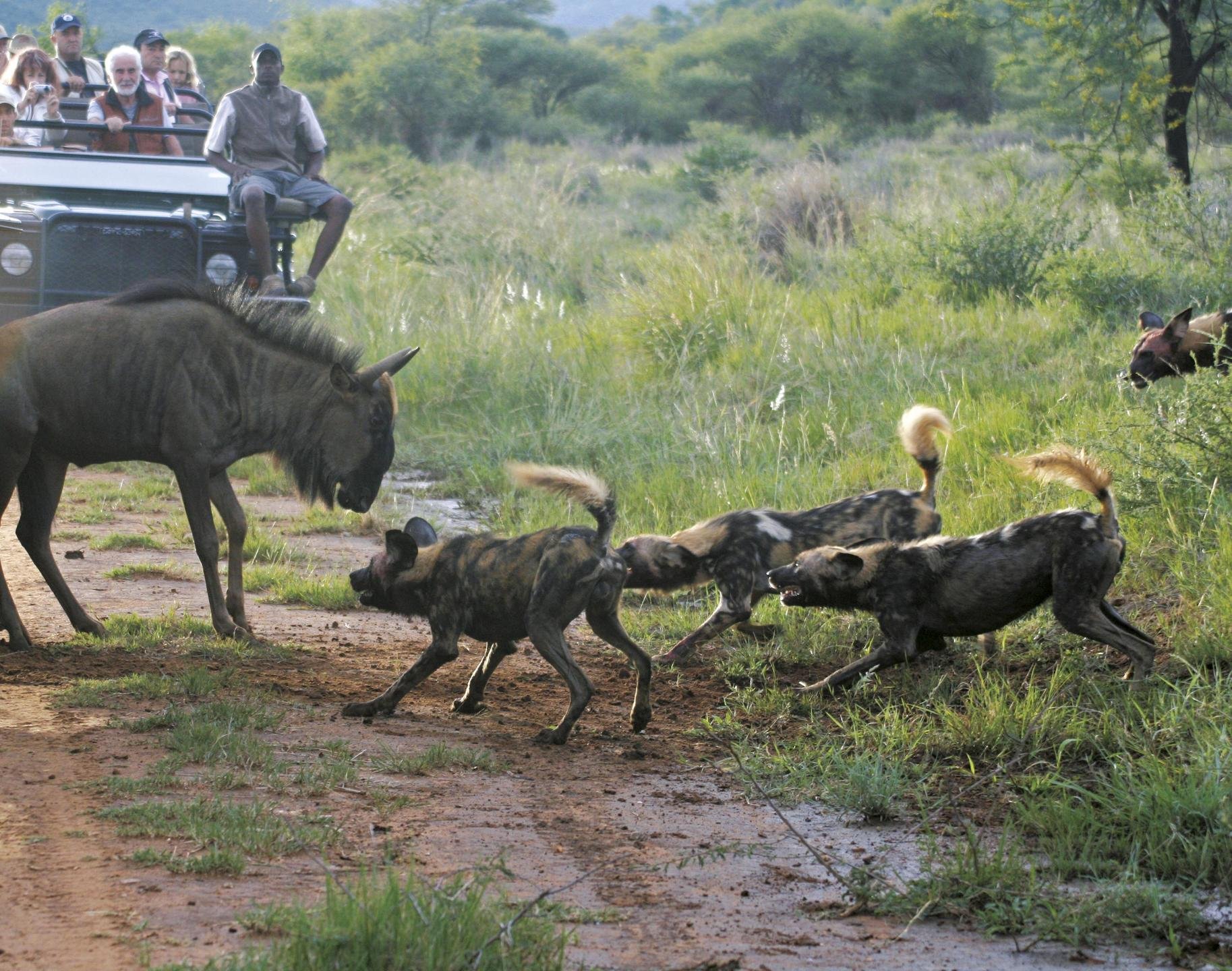 8 Night Madikwe To Cape Escape