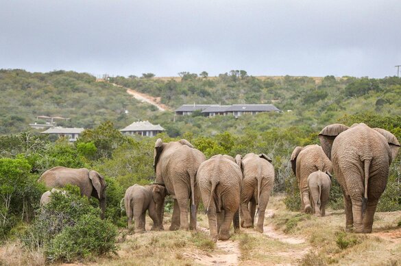 Bukela Game Lodge