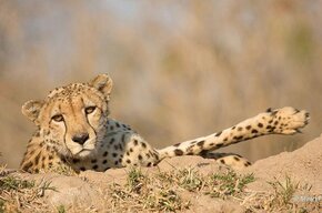 Sabi Sands Game Reserve