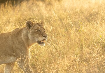 Dulini Game Reserve