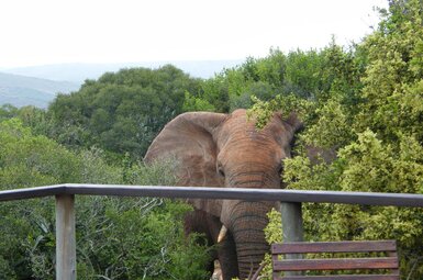 Woodbury Tented Camp 4