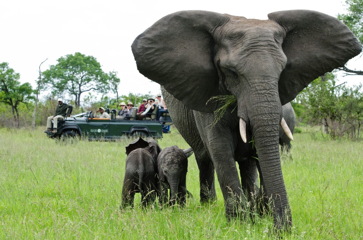 Cape Town to Sabi Sabi Selati Camp - A Traveller's Review – Kruger National Park Cape Town to Sabi Sabi Selati Camp - A Traveller's Review – Kruger National Park