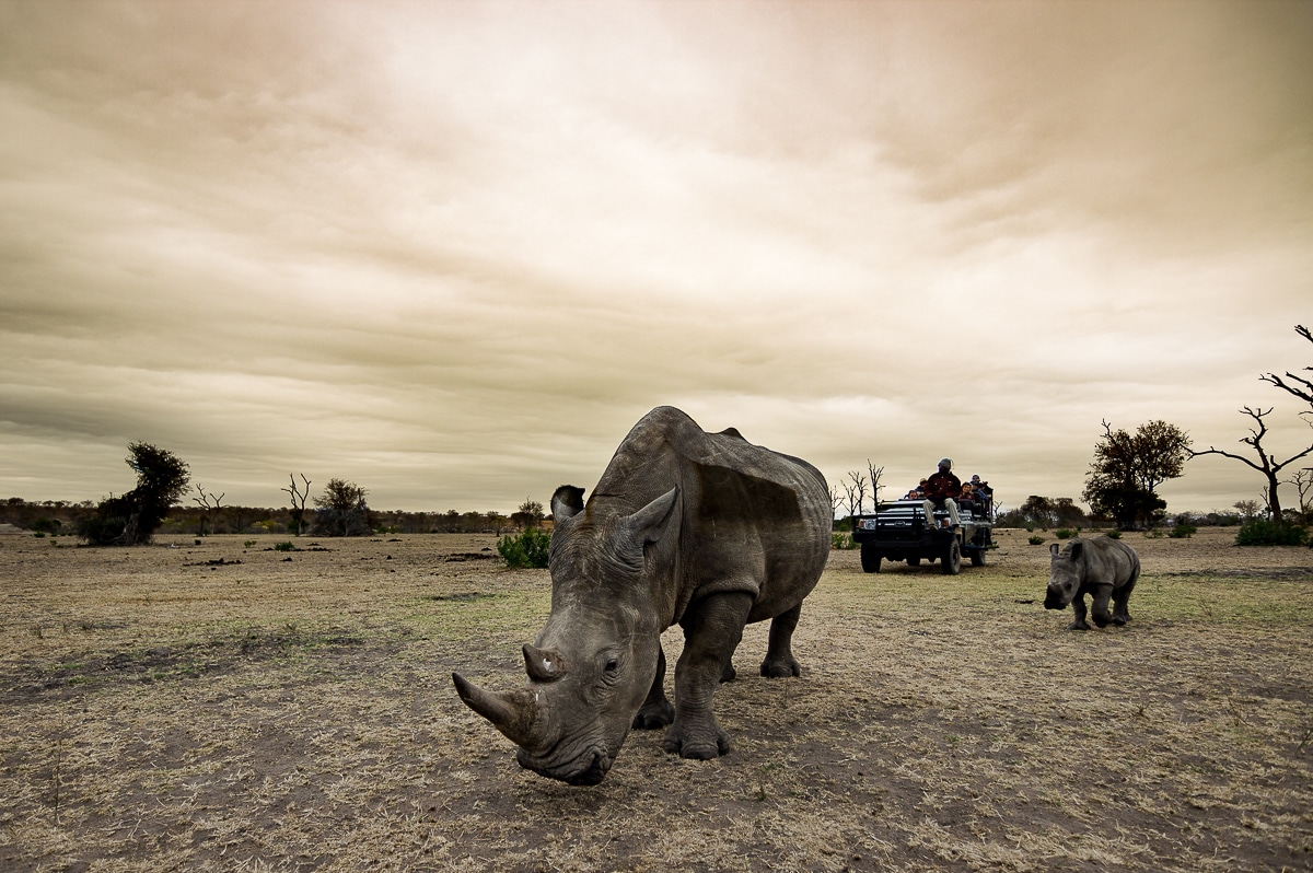 Cape Town to Sabi Sabi Selati Camp - A Traveller's Review – Kruger National Park Cape Town to Sabi Sabi Selati Camp - A Traveller's Review – Kruger National Park